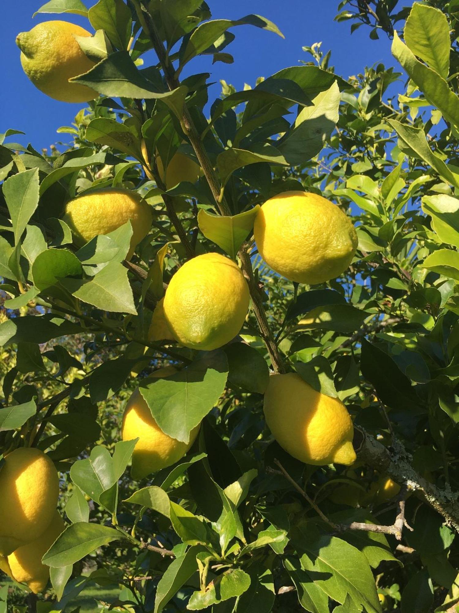 Quinta De Mocamedes - Turismo De Habitacao Ξενοδοχείο Vouzela Εξωτερικό φωτογραφία